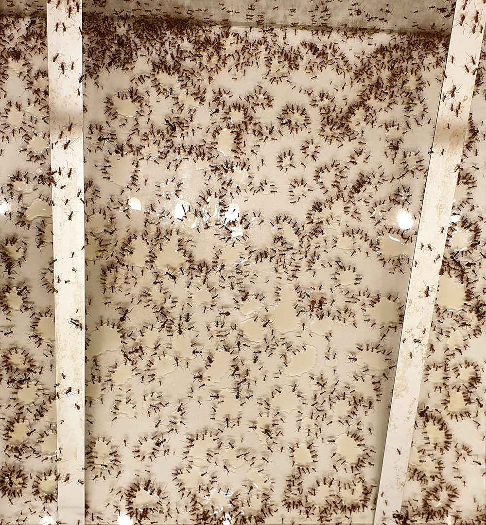 viele Ameisen im Becken mit Honig