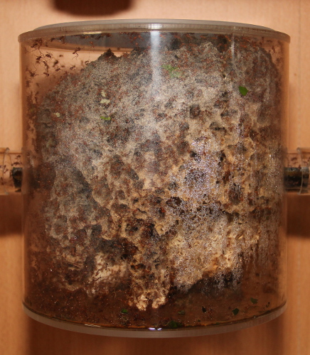 Pilz 5