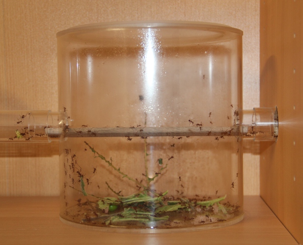 Futterbecken 2