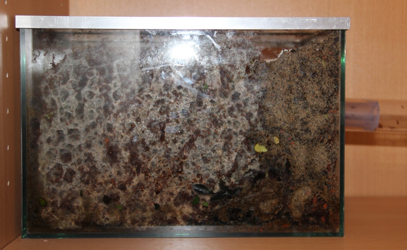 Pilzbecken