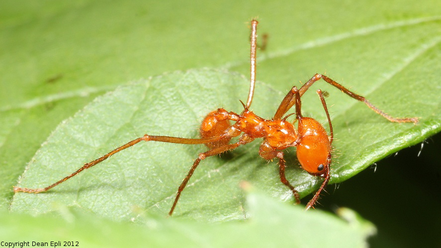 Atta cephalotes Arbeiterin