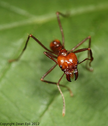 Atta cephalotes Arbeiterin