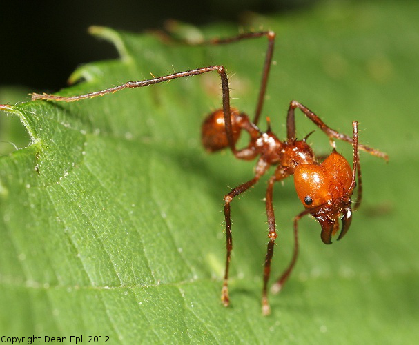 Atta cephalotes Arbeiterin