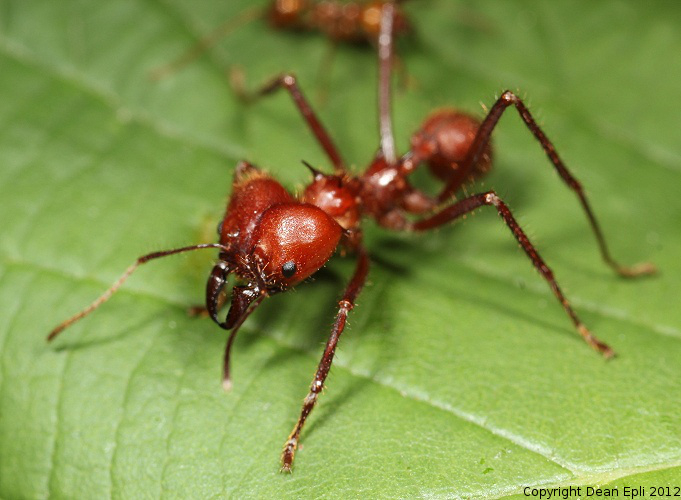Atta cephalotes Soldatin