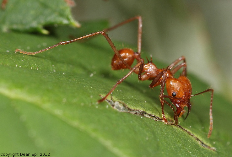 Atta cephalotes Arbeiterin