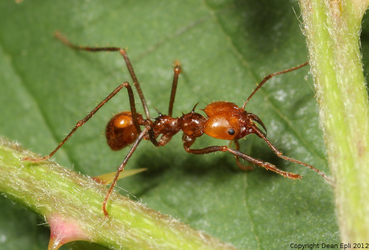 Atta cephalotes Arbeiterin
