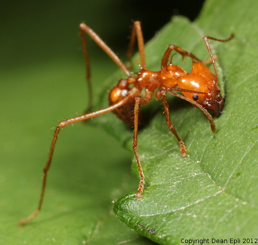 Atta cephalotes Arbeiterin beim Blätterschneiden