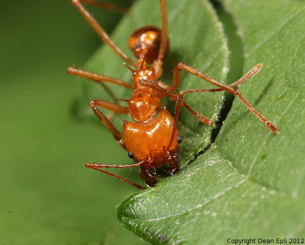 Atta cephalotes Arbeiterin beim Blätterschneiden