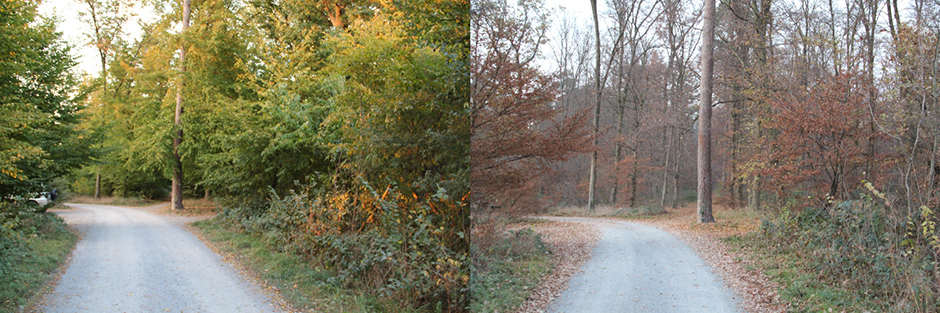 Vergleich Sommer - Herbst