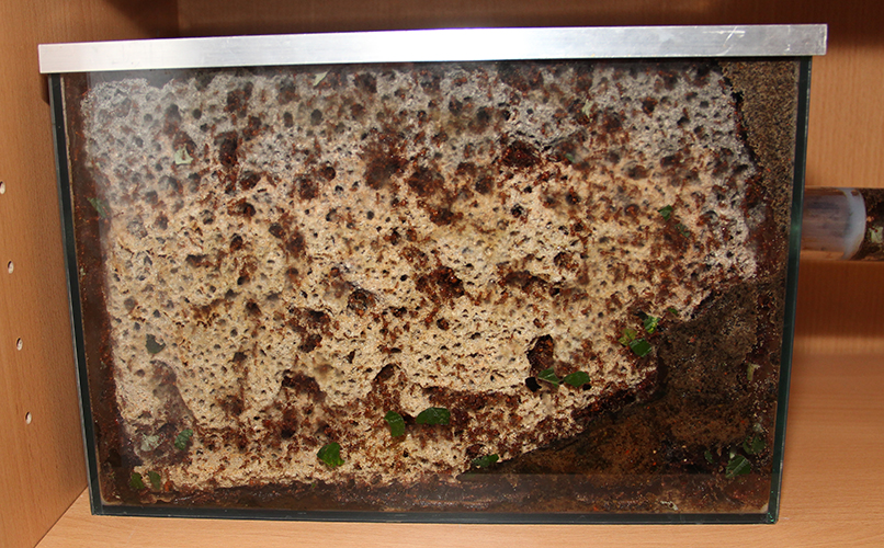 Pilzbecken