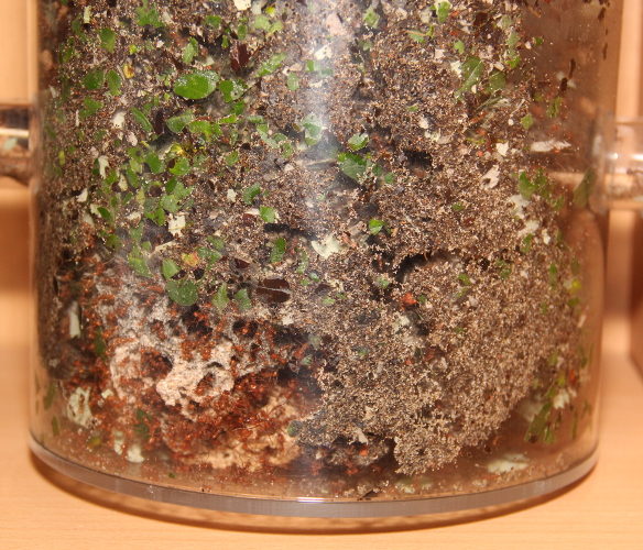 Zweigpilz 1