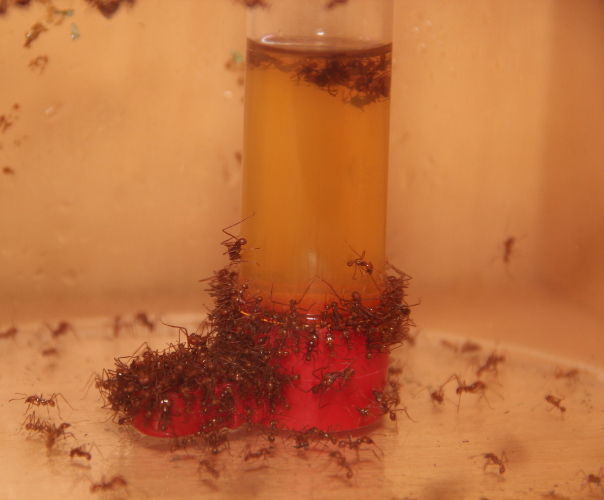 Honigwasser