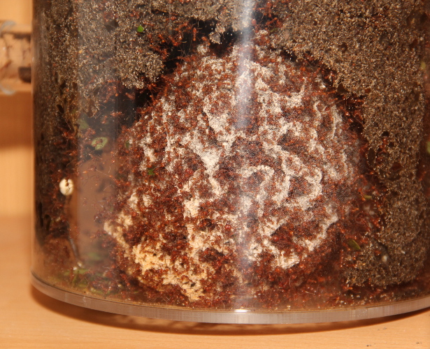 Zweigpilz 1