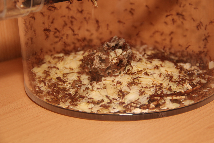 Mandelblättchen