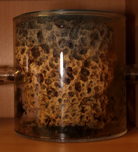 Pilz 9
