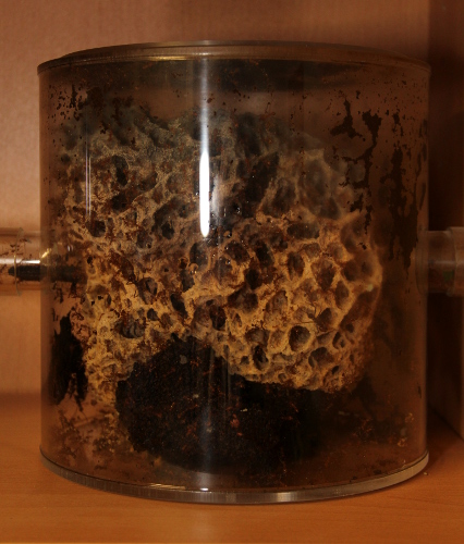 Pilz 8