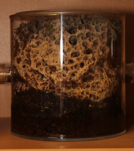 Pilz 12