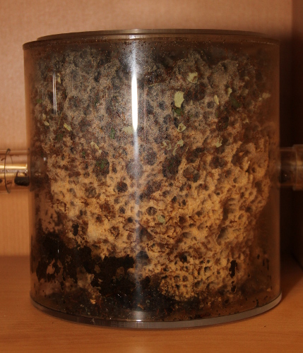 Pilz 11