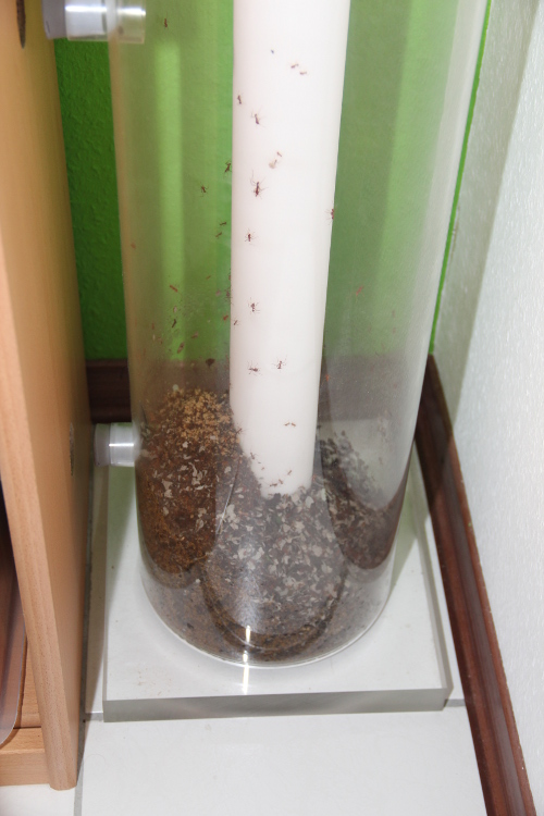 Mülllagerung in der Aufgangsröhre
