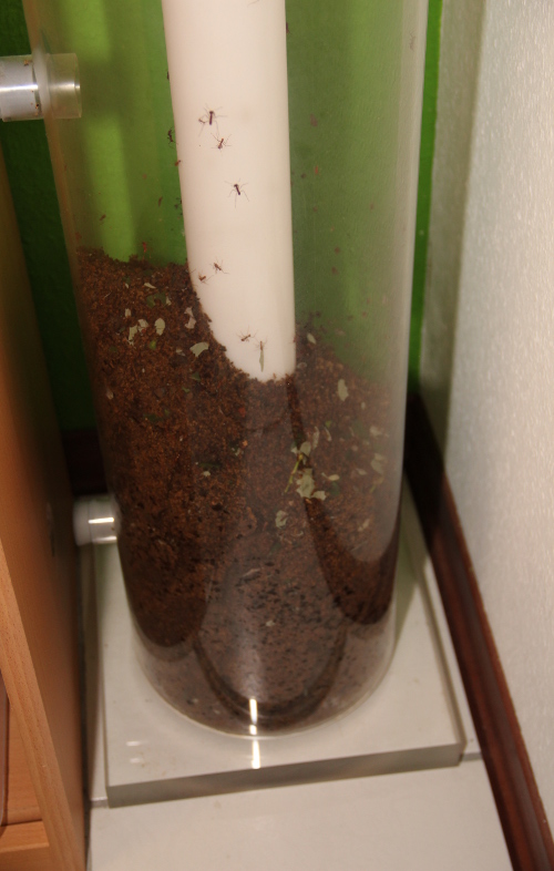 Mülllagerung in der Aufgangsröhre